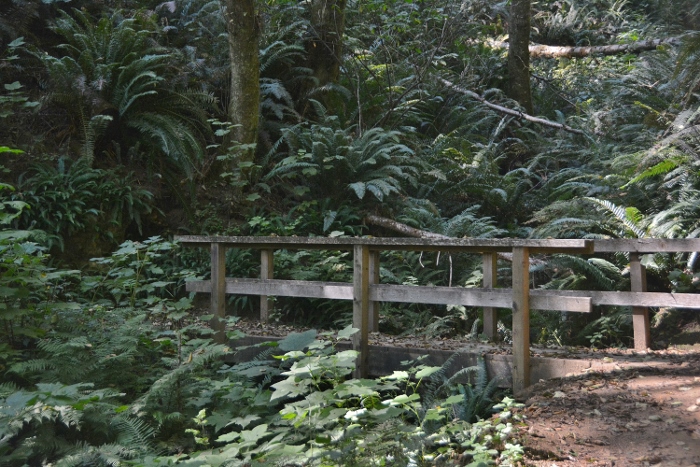 a wooden bridge on an old-growth forest trail